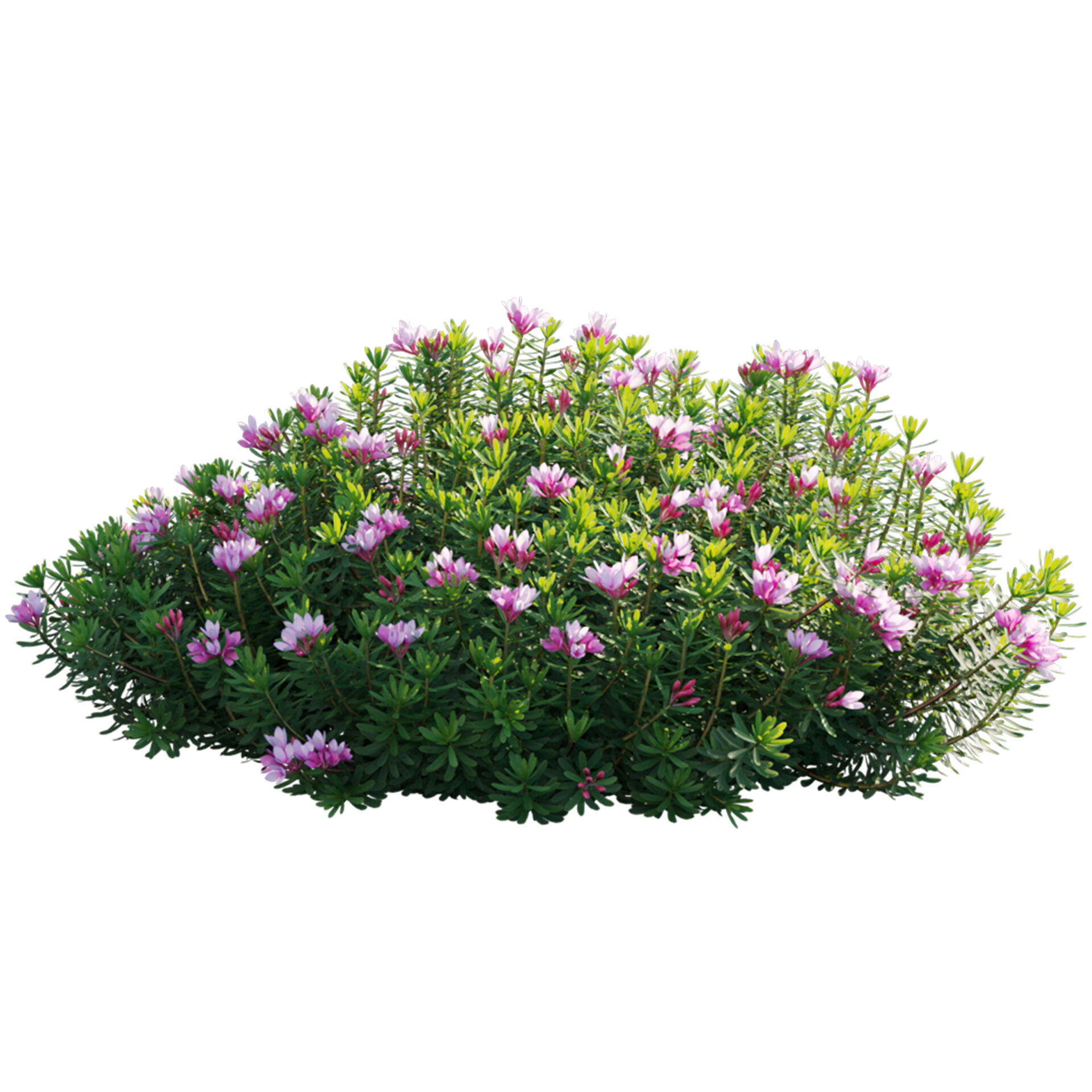 Daphne arbuscula - Shrubby daphne 02 3D model_1