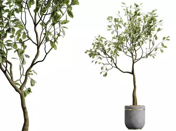 AV HousePlants Japandi Minimalism Ficus Dracaena Marginata28