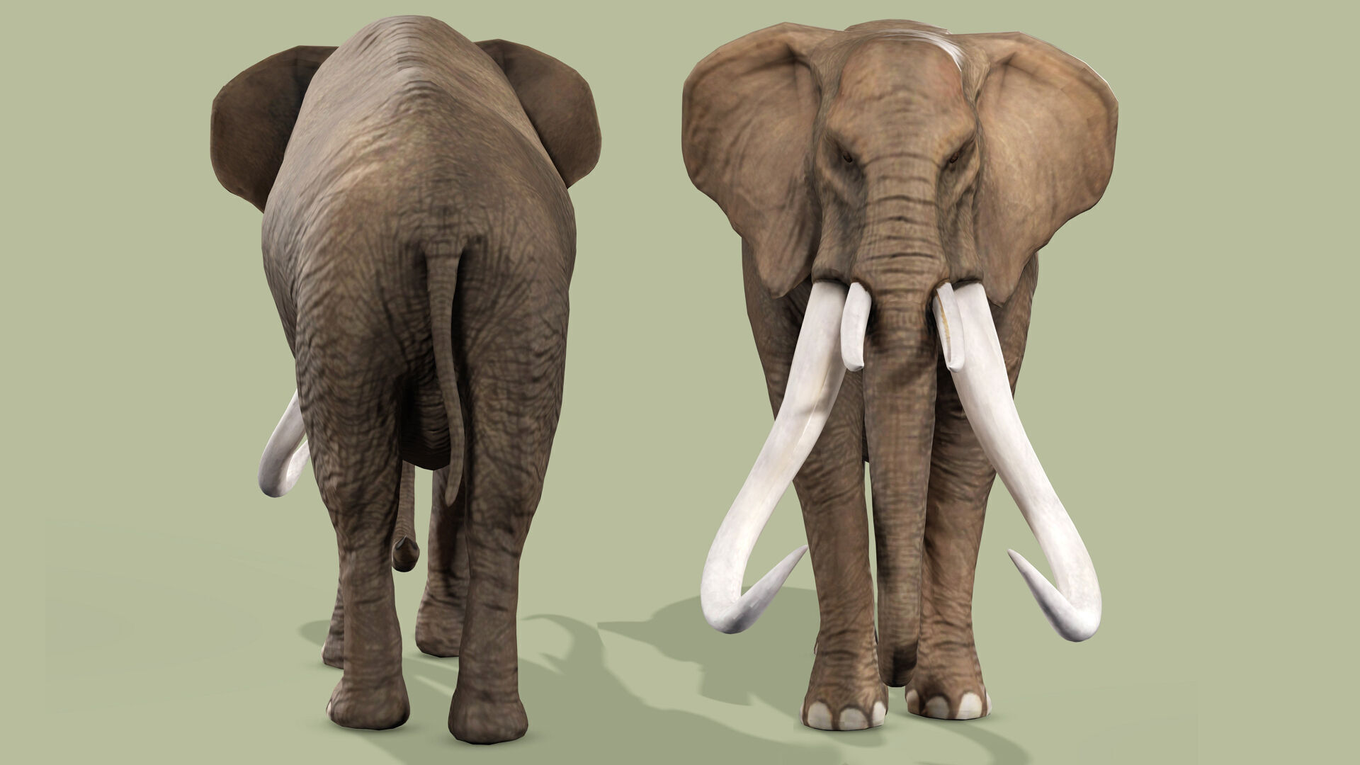ELEPHANT RIGGED ANIMATED 5 Low-poly 3D model_1