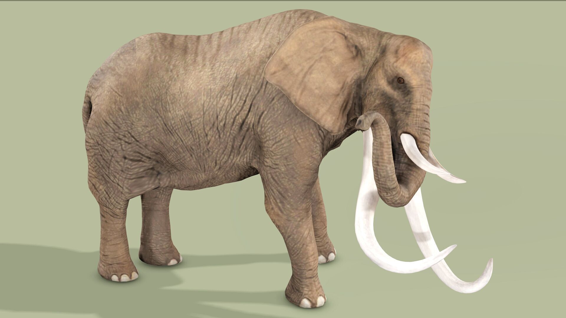 ELEPHANT RIGGED ANIMATED 5 Low-poly 3D model_7