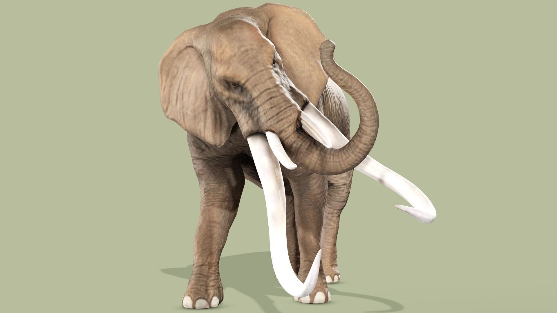ELEPHANT RIGGED ANIMATED 5 Low-poly 3D model_4