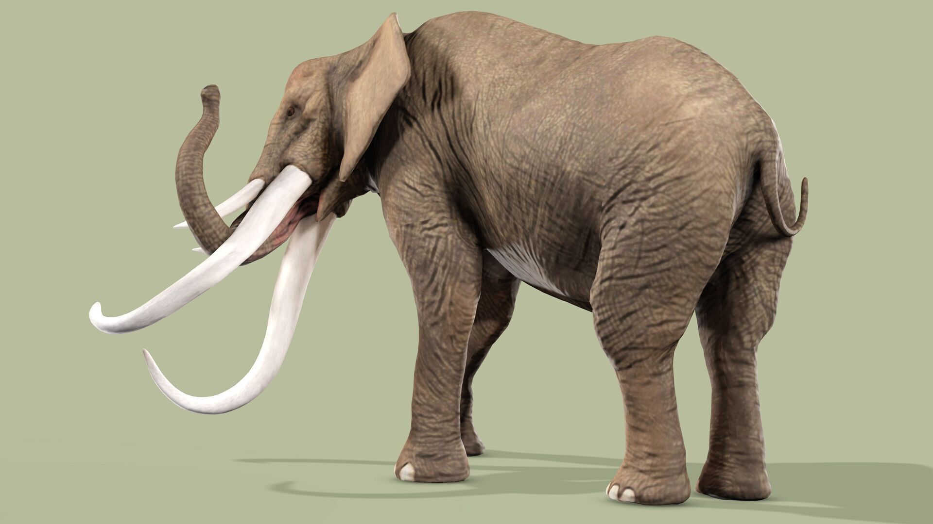 ELEPHANT RIGGED ANIMATED 5 Low-poly 3D model_8
