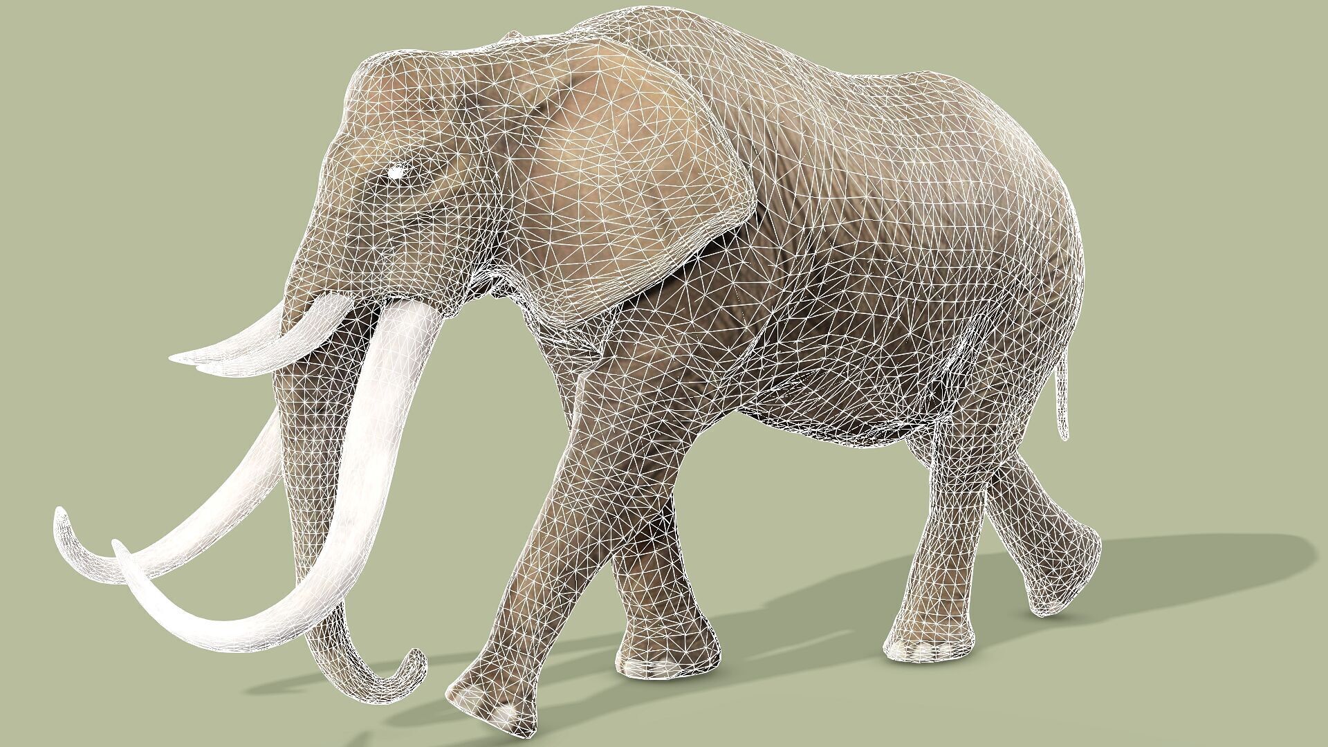 ELEPHANT RIGGED ANIMATED 5 Low-poly 3D model_12