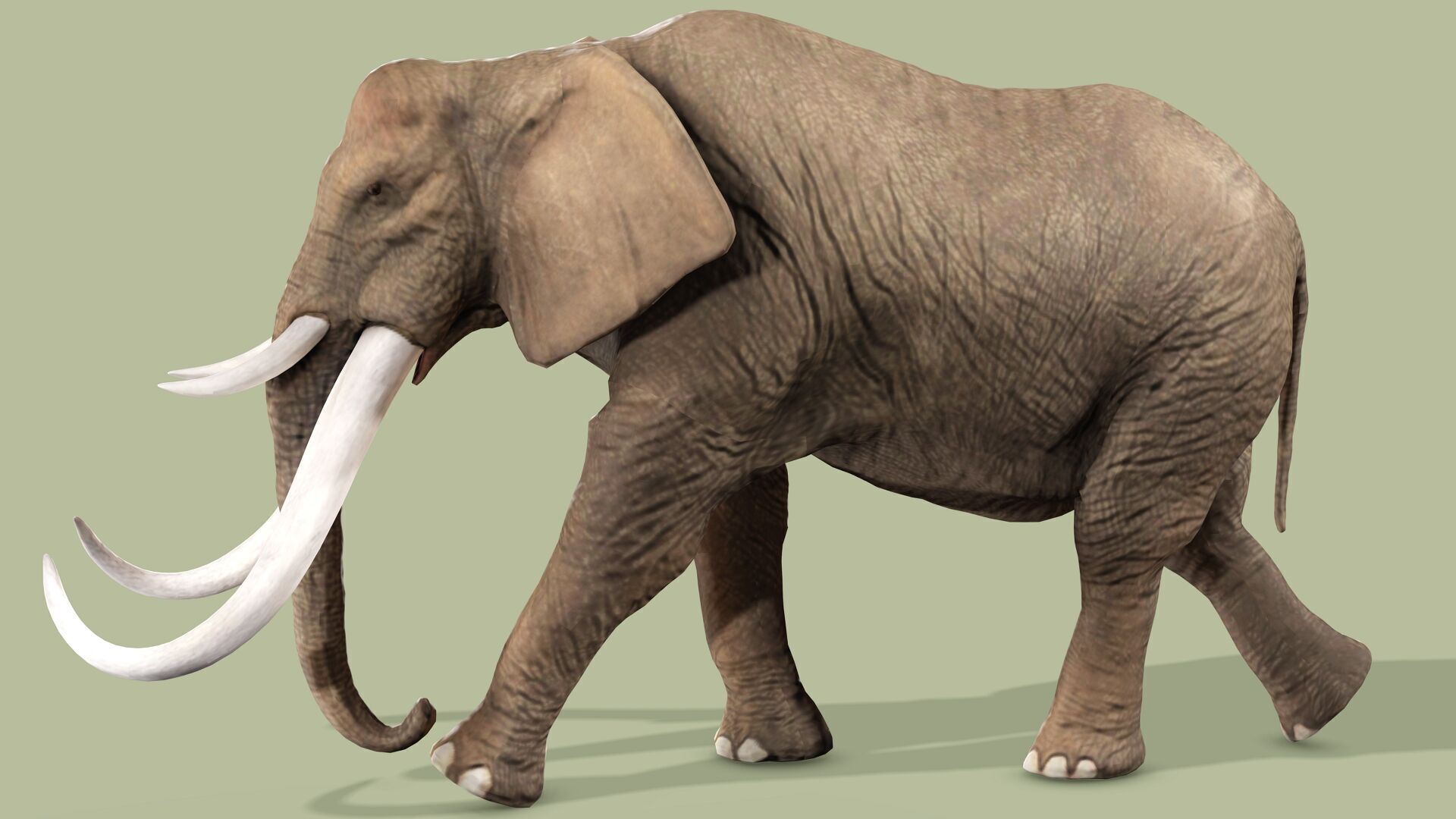 ELEPHANT RIGGED ANIMATED 5 Low-poly 3D model_3