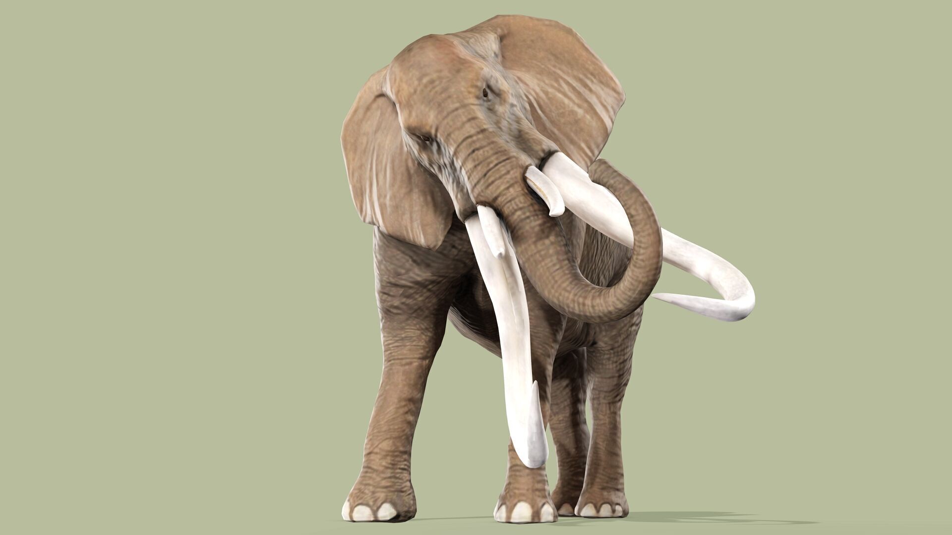 ELEPHANT RIGGED ANIMATED 5 Low-poly 3D model_6