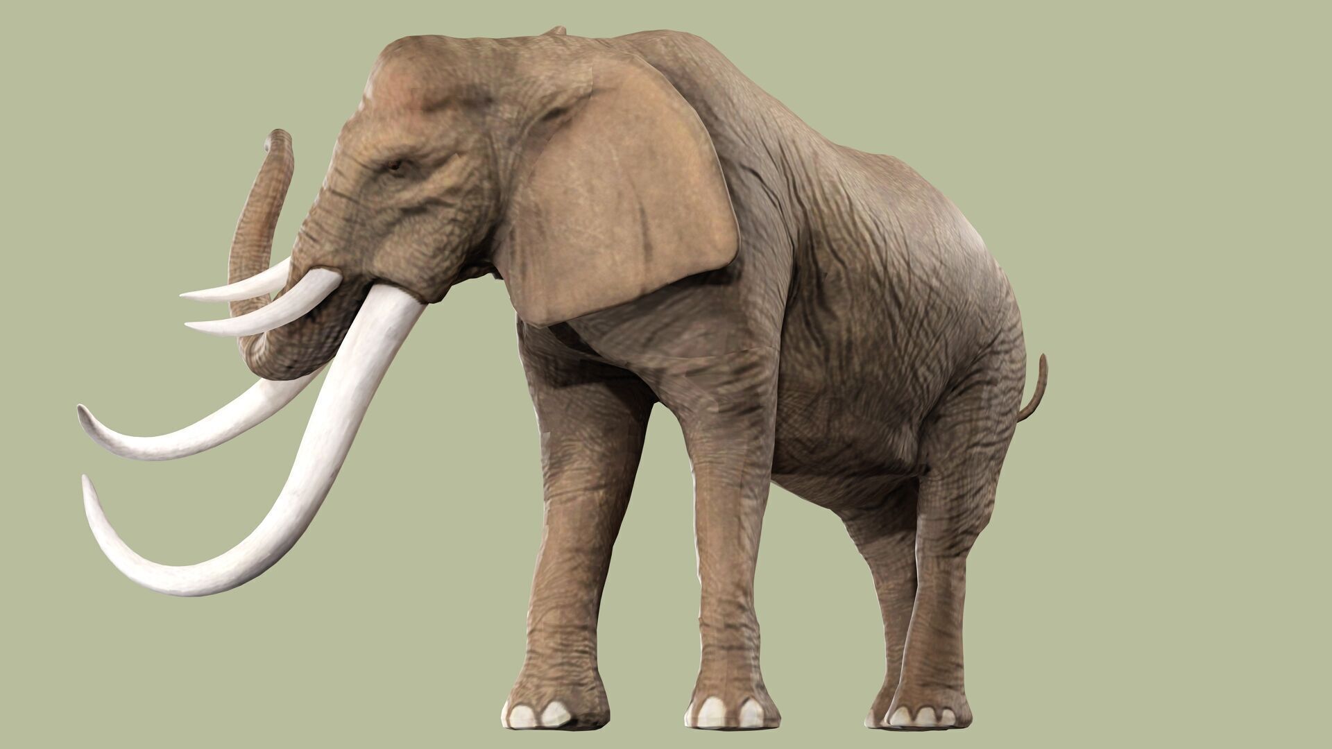 ELEPHANT RIGGED ANIMATED 5 Low-poly 3D model_5