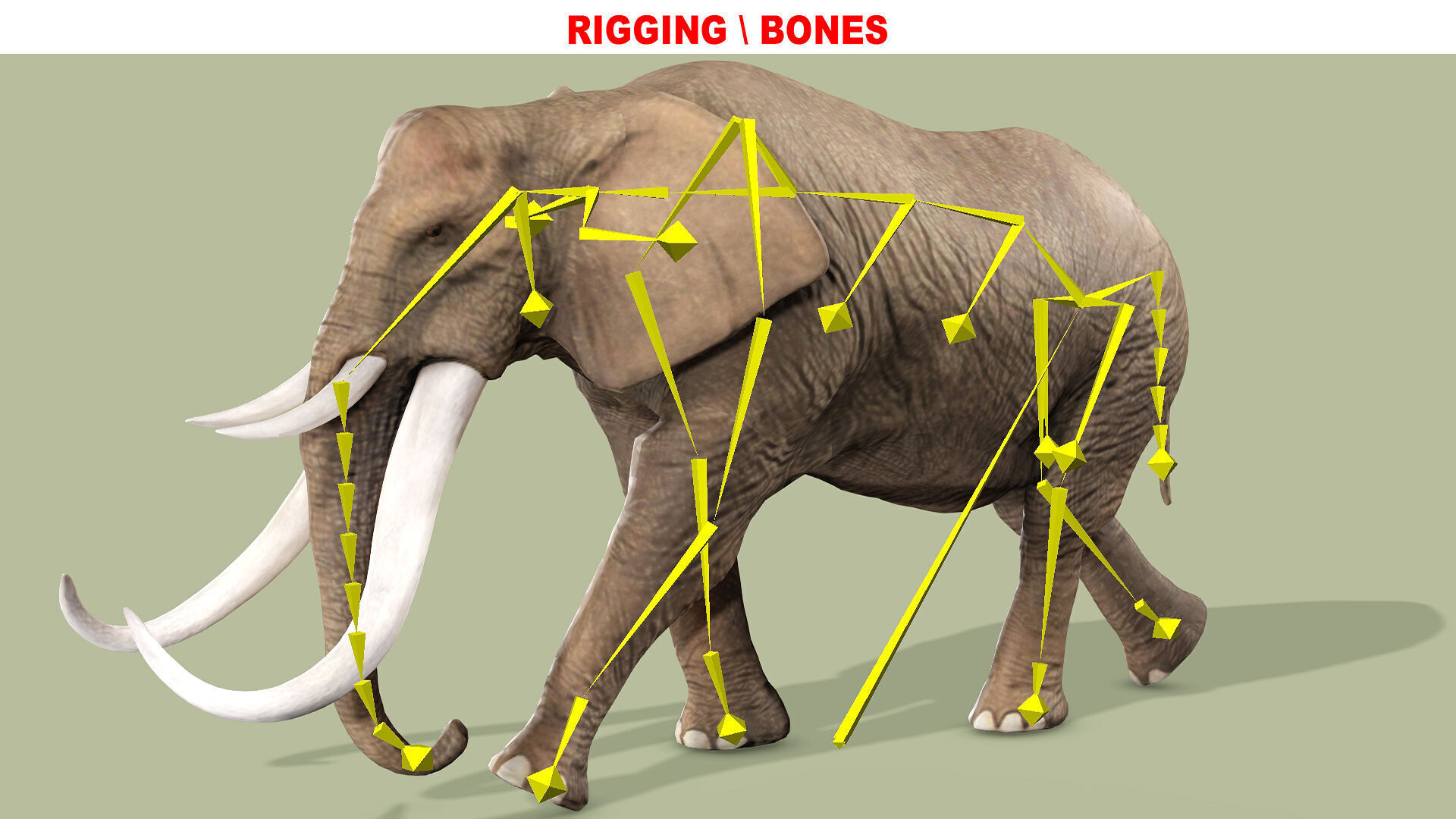 ELEPHANT RIGGED ANIMATED 5 Low-poly 3D model_10