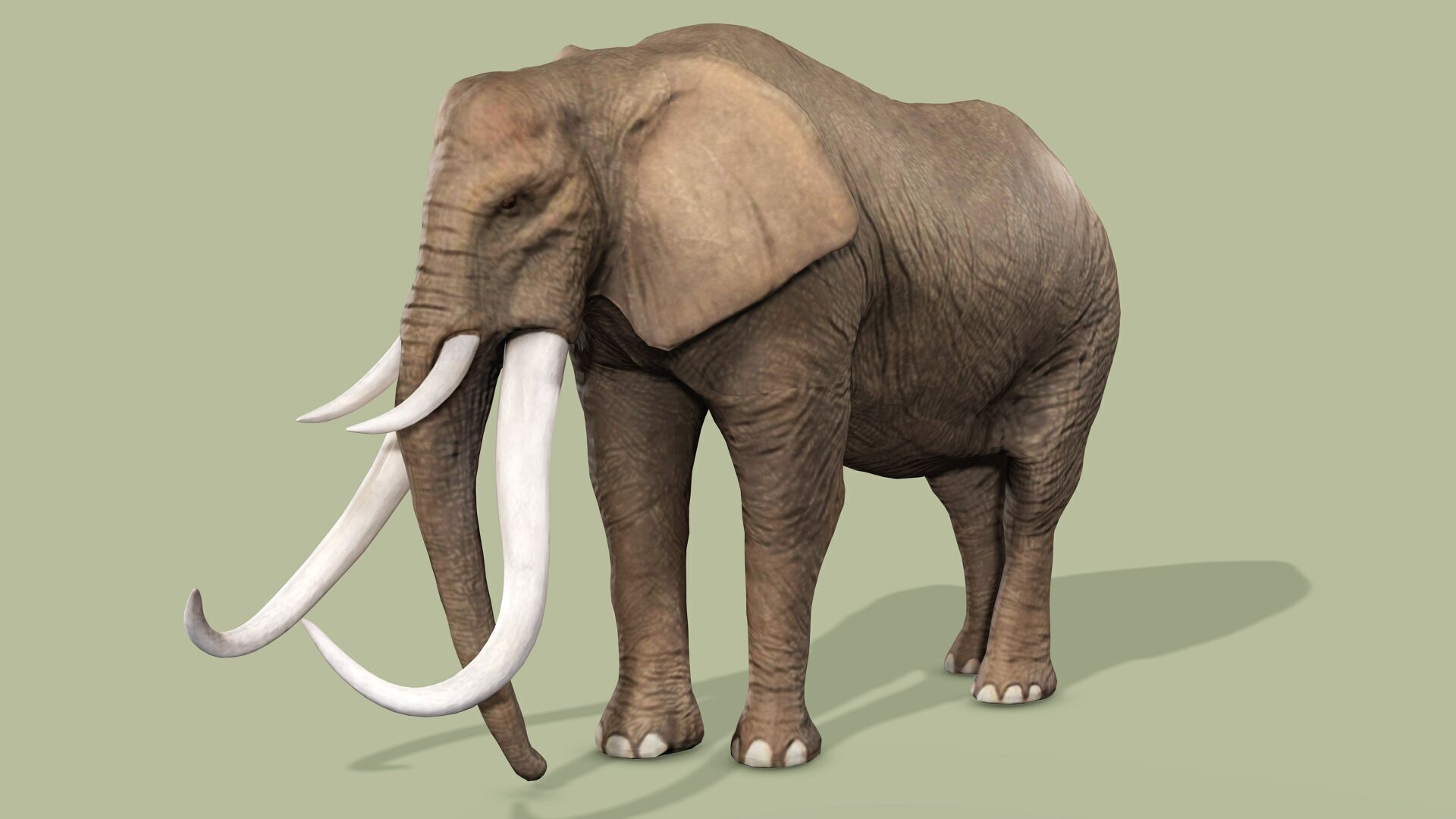 ELEPHANT RIGGED ANIMATED 5 Low-poly 3D model_2