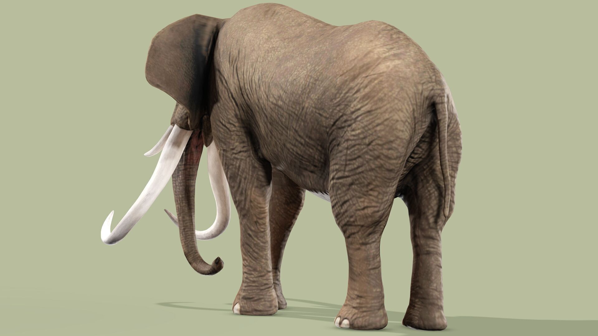 ELEPHANT RIGGED ANIMATED 5 Low-poly 3D model_9