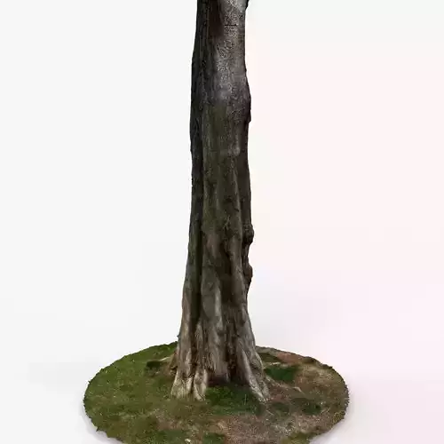 Photorealistic 3D scan of Tree trunk