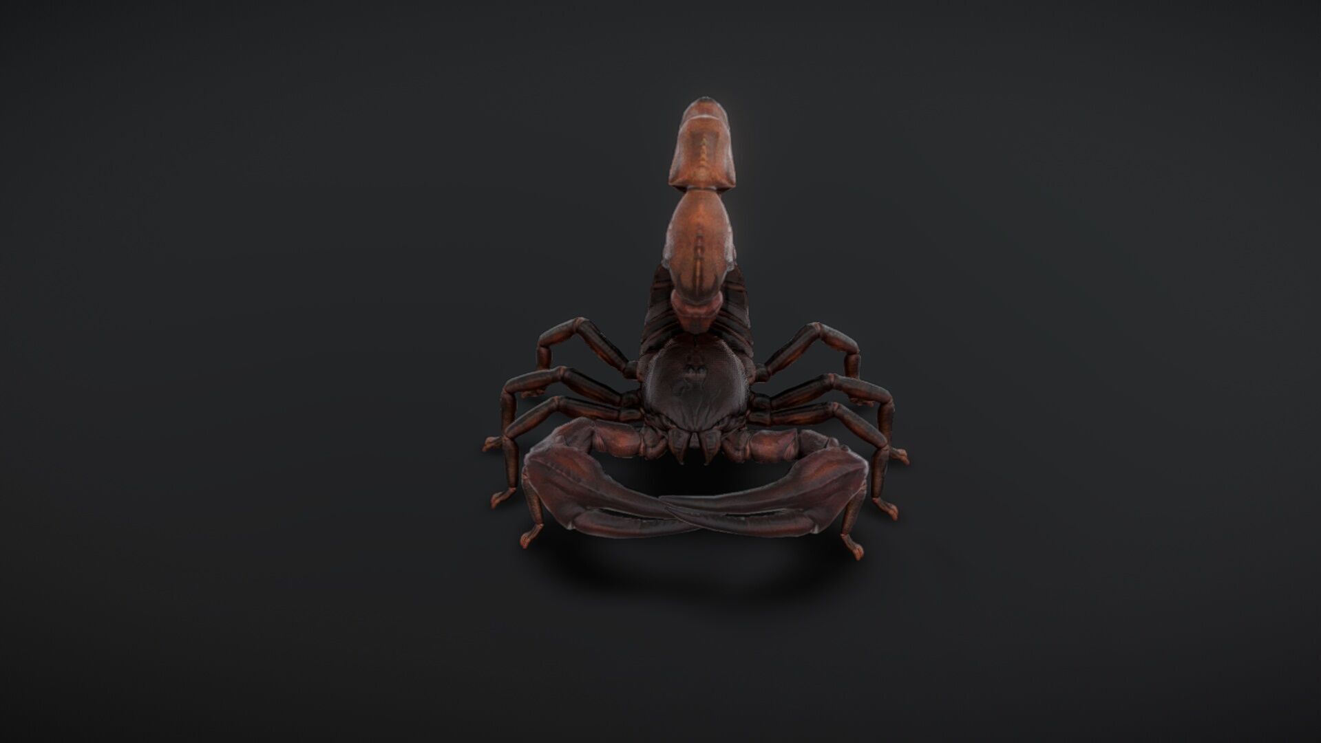 30 complete desert scorpion animations Low-poly 3D model_2