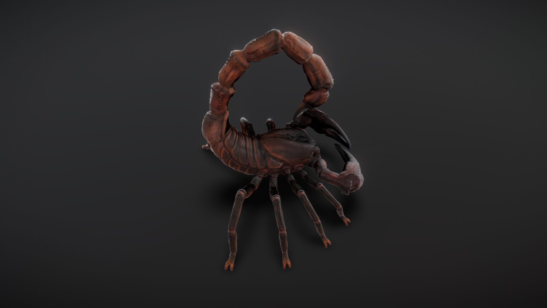 30 complete desert scorpion animations Low-poly 3D model_3
