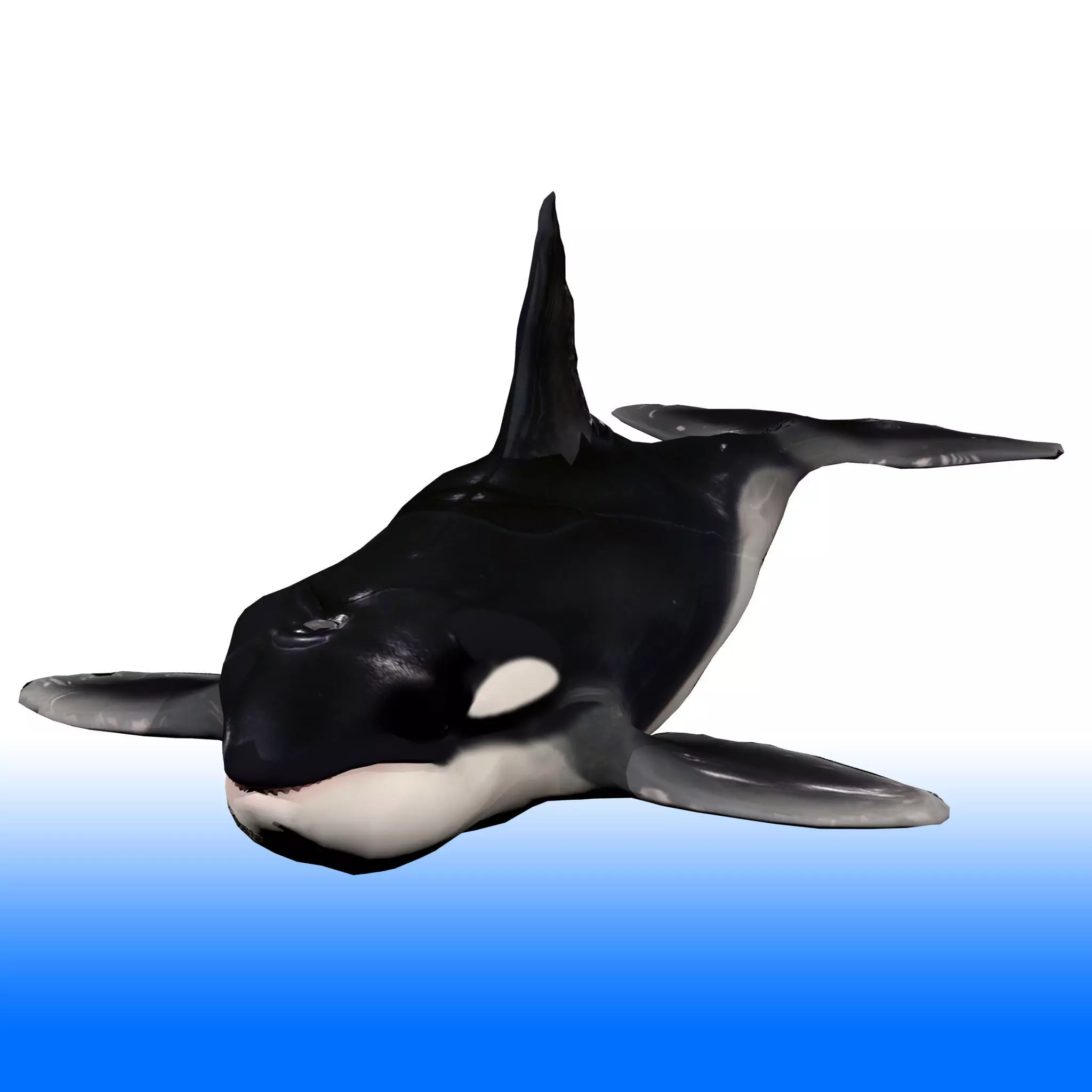 Killer Whale Rig 3D model