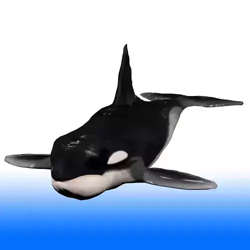Killer Whale Rig 3D model