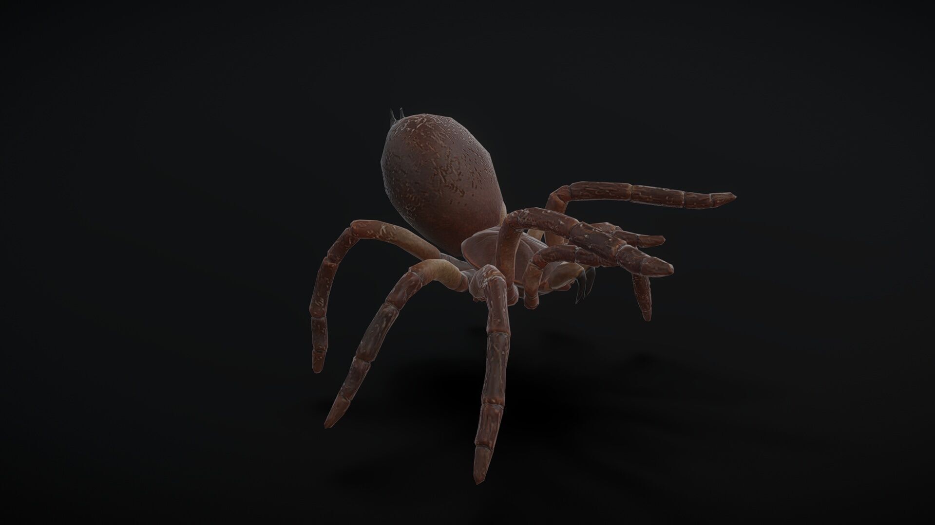 goliath spider with animation  Low-poly 3D model_2