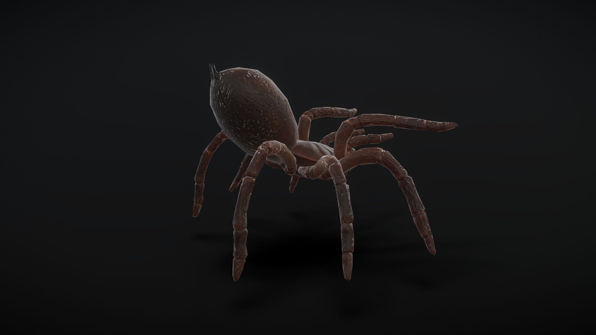 goliath spider with animation  Low-poly 3D model_3