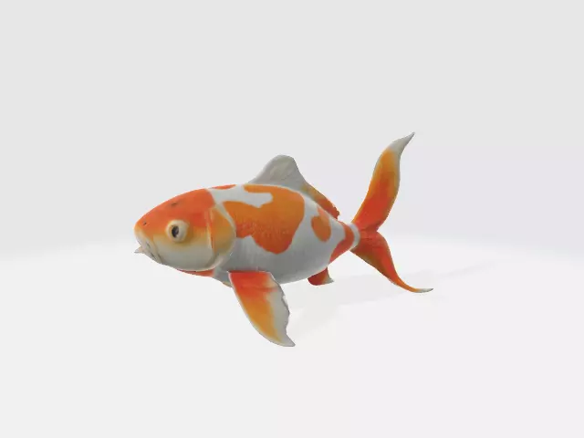 porcelain koi fish 3D model_0