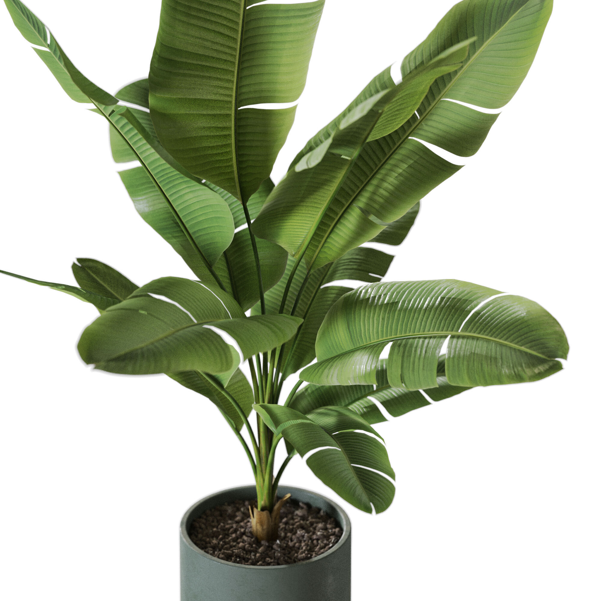 Plant 1229 3D model_2