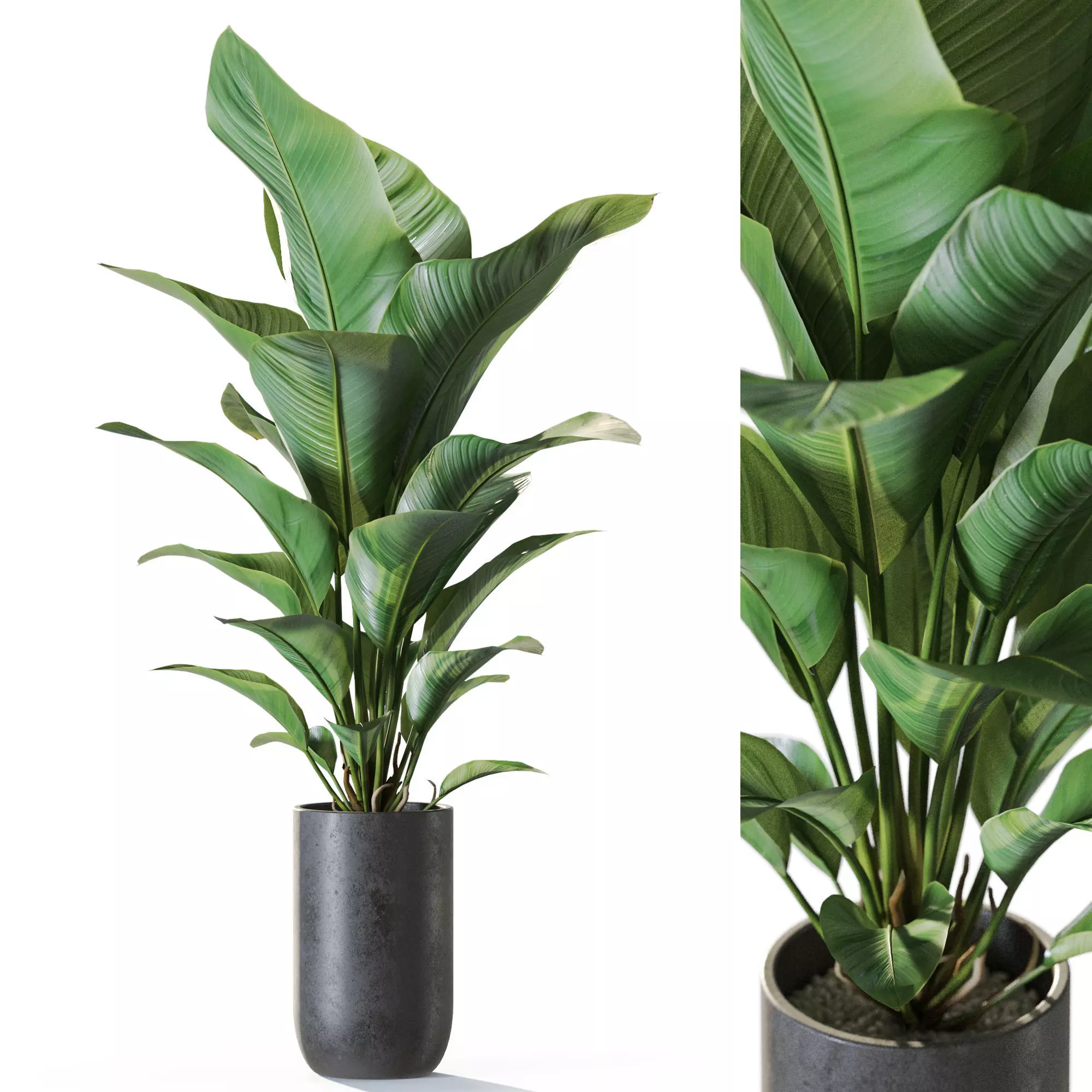 Plant 1230 3D model_0