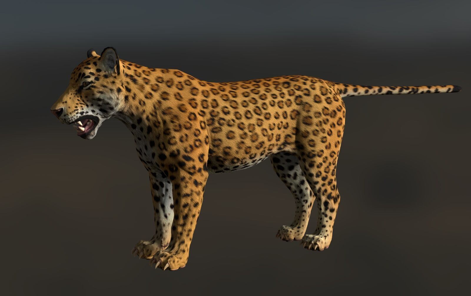 Cougar  - Panther - Jaguar - Leopard - Mountain Lion Low-poly 3D model_32
