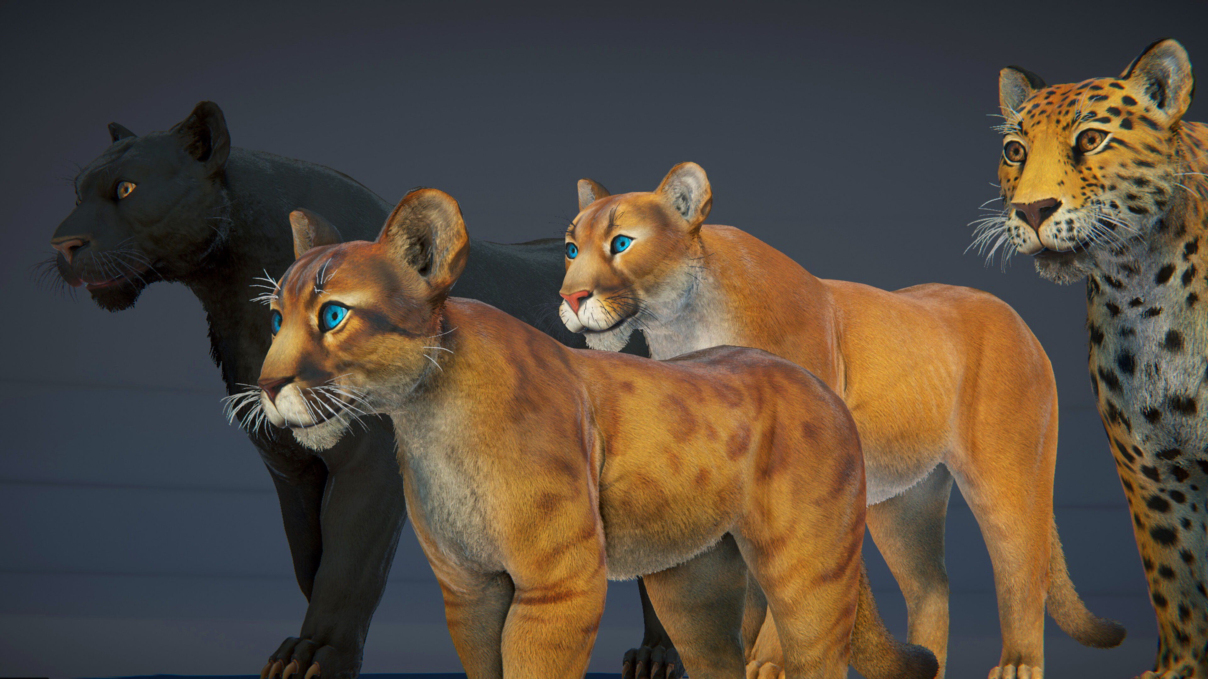Cougar  - Panther - Jaguar - Leopard - Mountain Lion Low-poly 3D model_30
