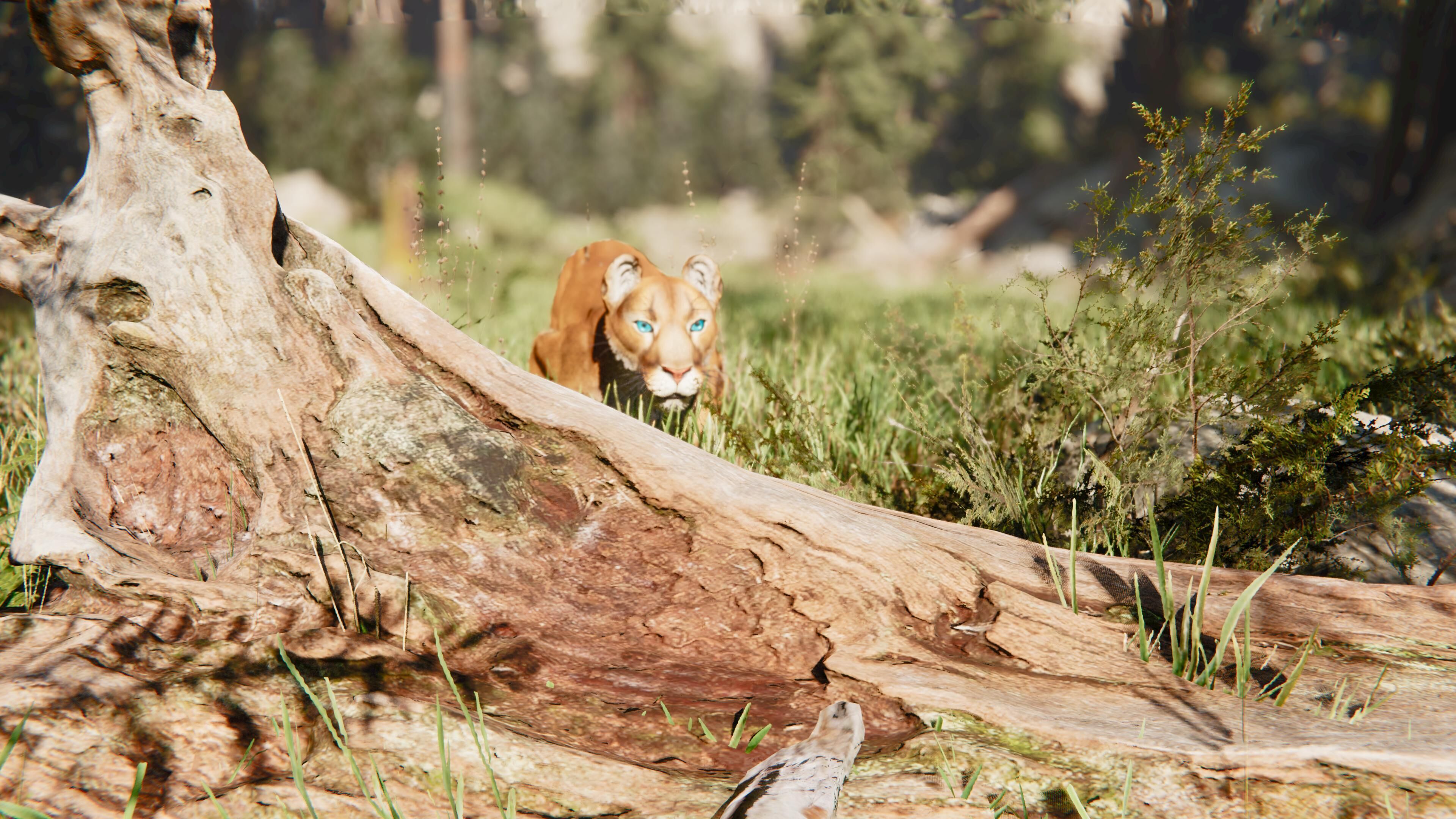 Cougar  - Panther - Jaguar - Leopard - Mountain Lion Low-poly 3D model_16