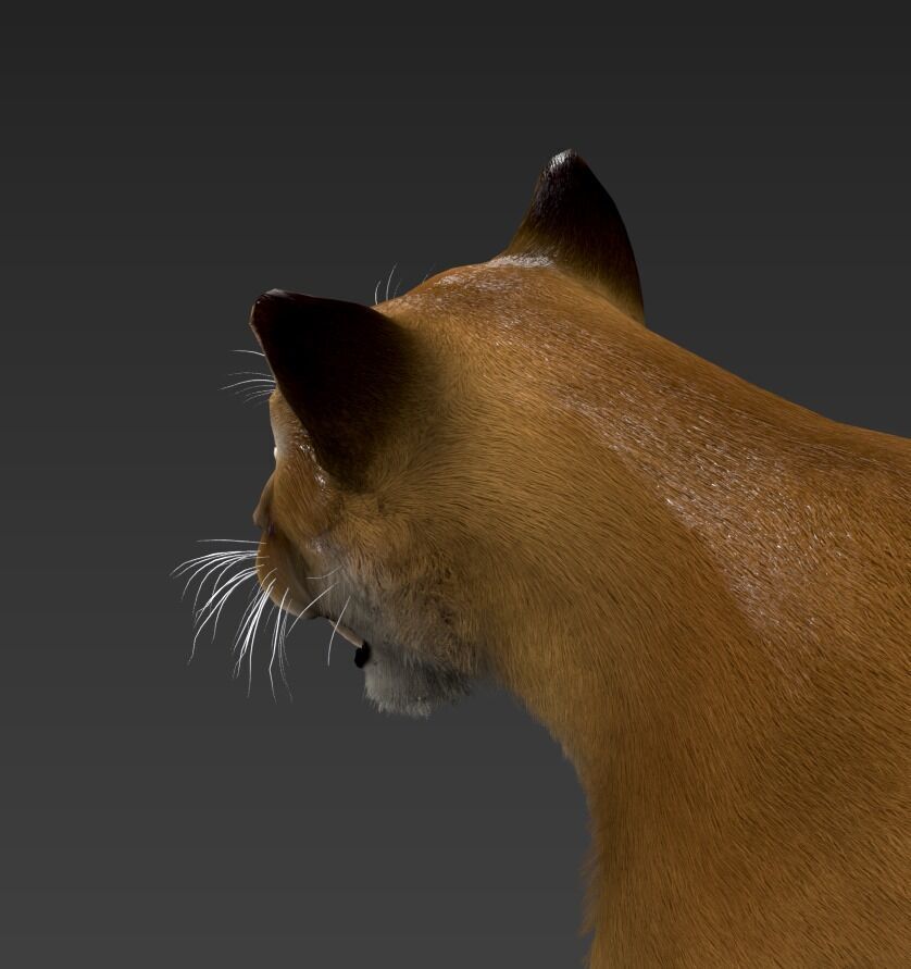 Cougar  - Panther - Jaguar - Leopard - Mountain Lion Low-poly 3D model_40