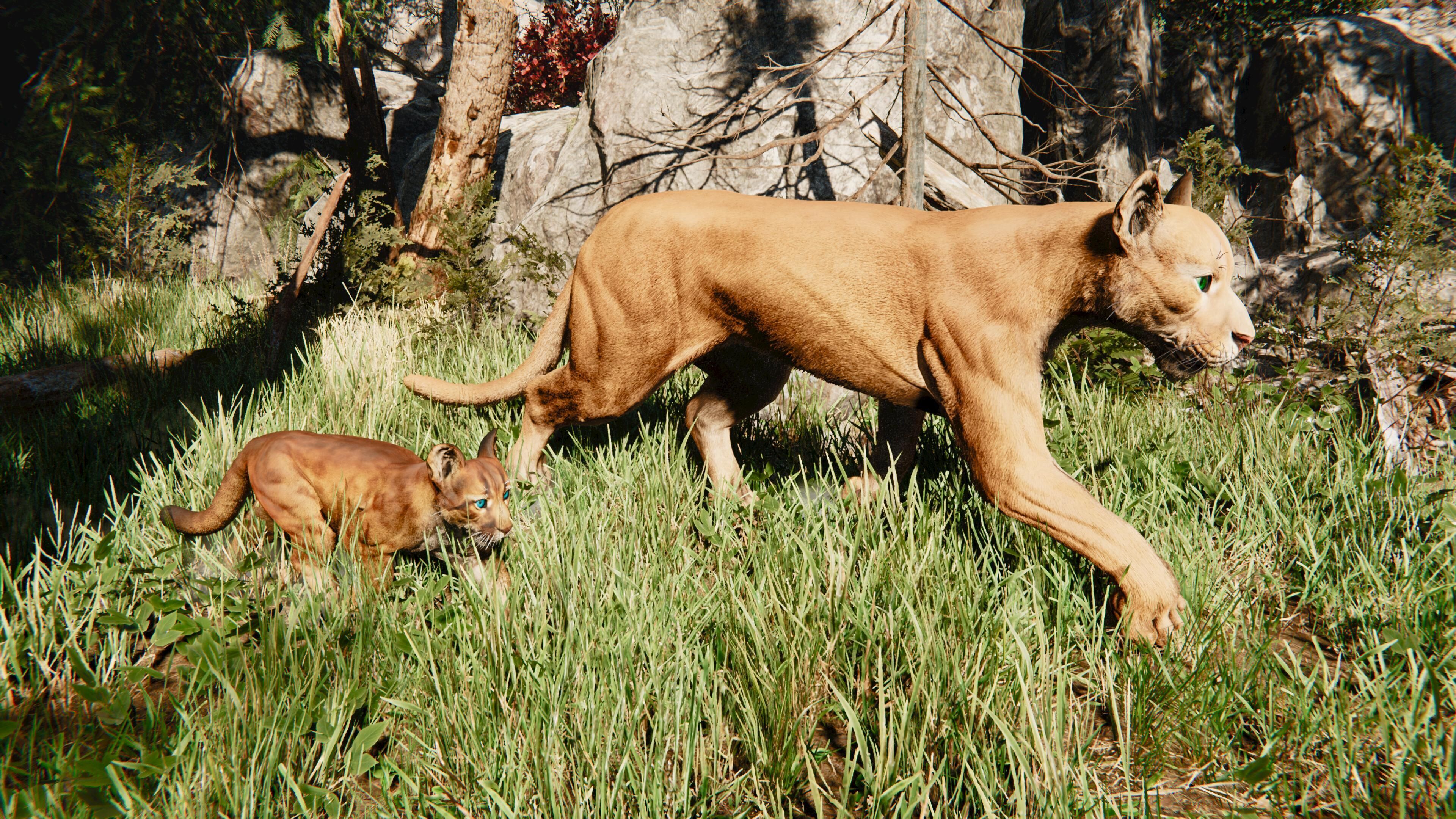Cougar  - Panther - Jaguar - Leopard - Mountain Lion Low-poly 3D model_19