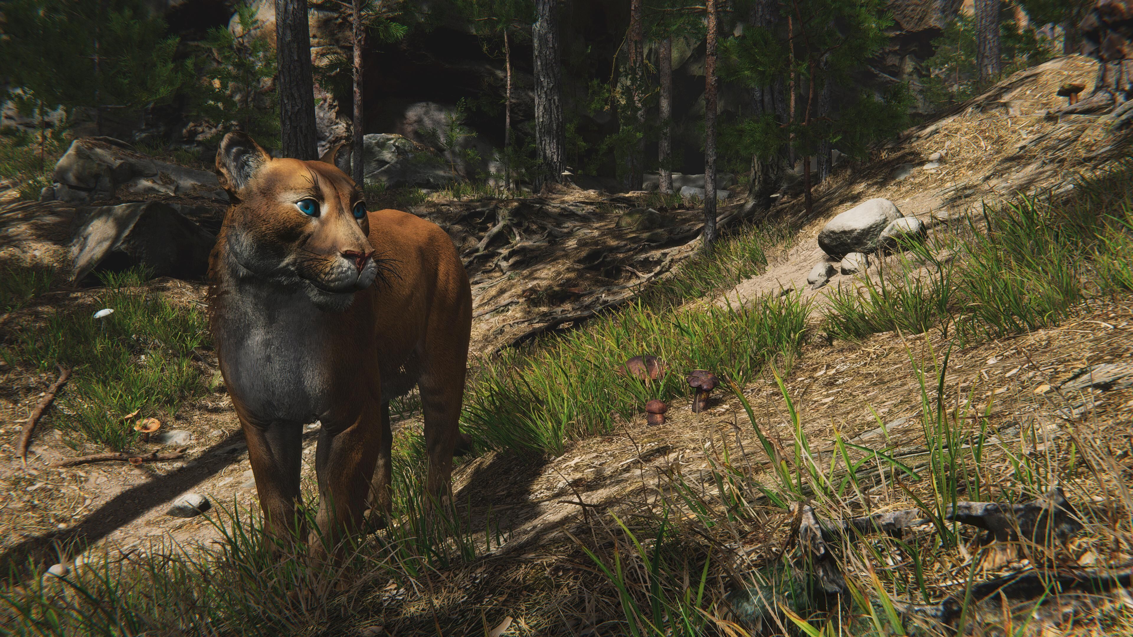 Cougar  - Panther - Jaguar - Leopard - Mountain Lion Low-poly 3D model_24
