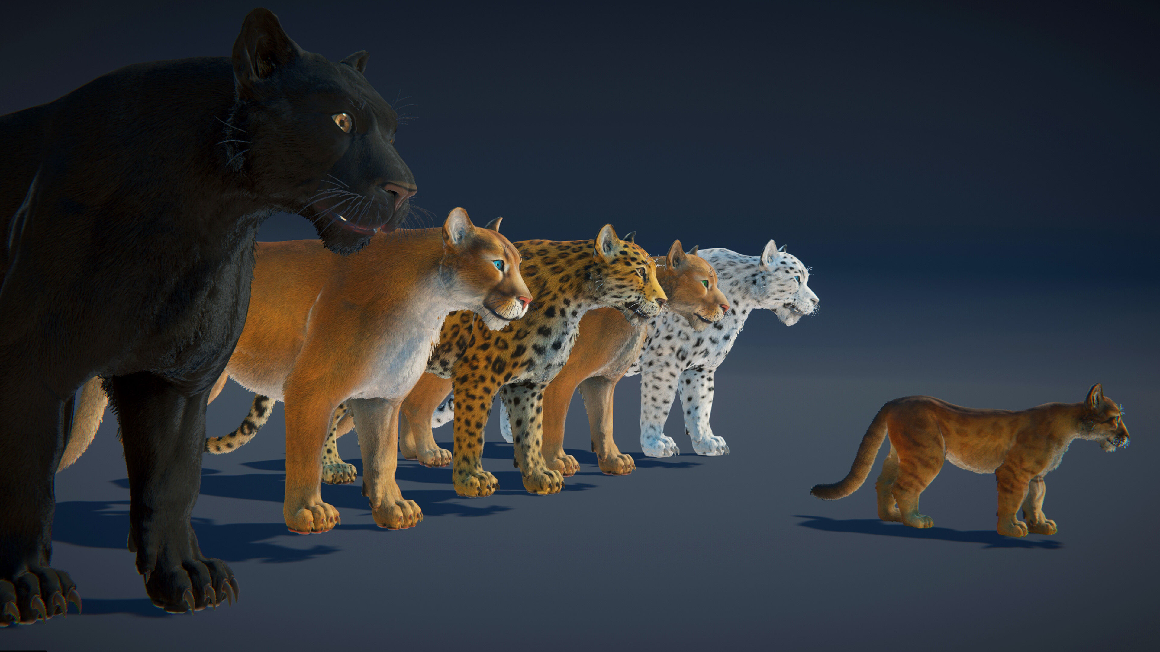 Cougar  - Panther - Jaguar - Leopard - Mountain Lion Low-poly 3D model_31