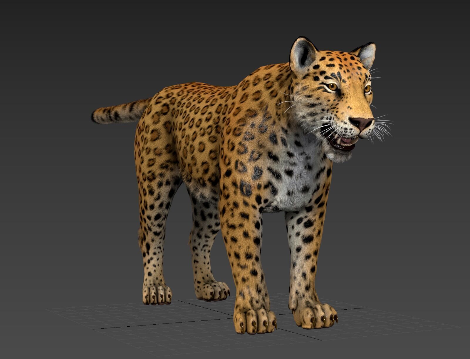 Cougar  - Panther - Jaguar - Leopard - Mountain Lion Low-poly 3D model_38