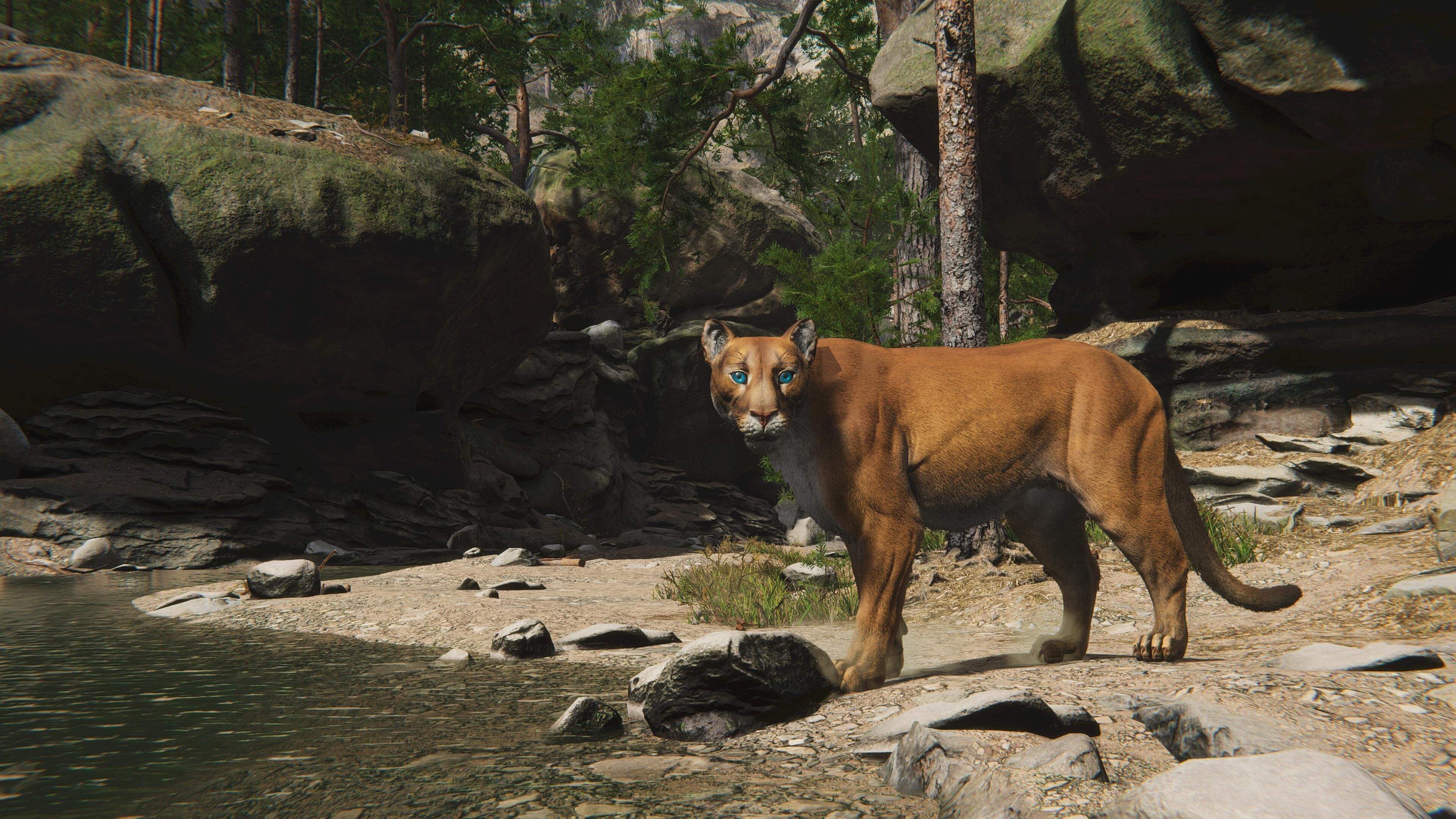 Cougar  - Panther - Jaguar - Leopard - Mountain Lion Low-poly 3D model_25