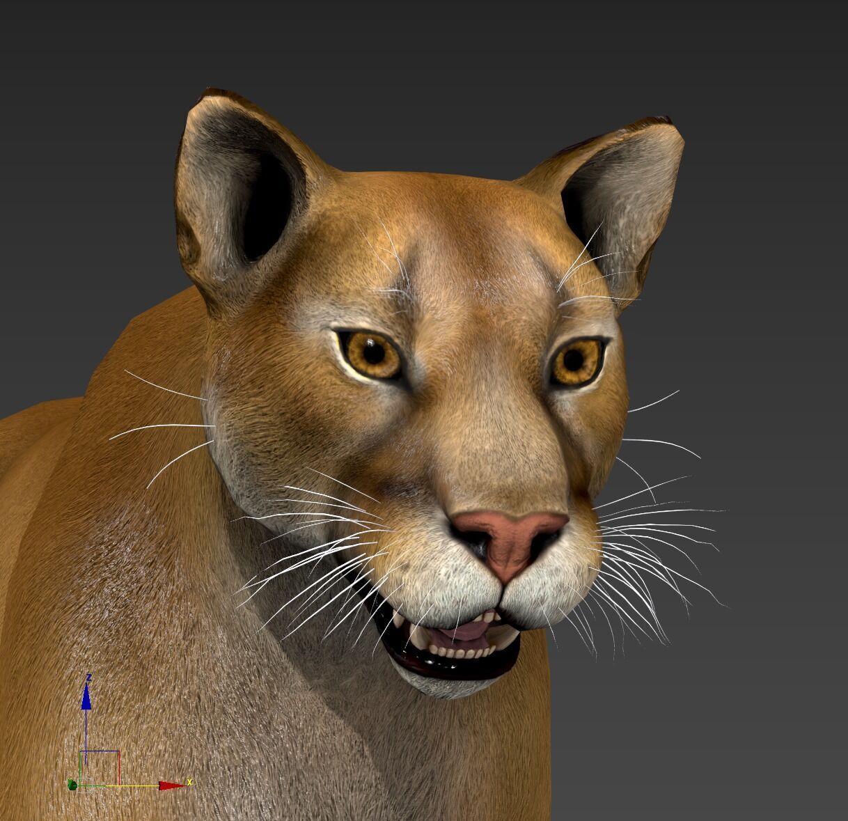 Cougar  - Panther - Jaguar - Leopard - Mountain Lion Low-poly 3D model_39