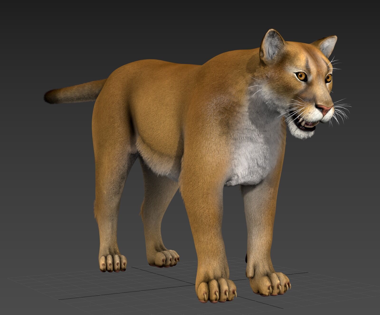 Cougar  - Panther - Jaguar - Leopard - Mountain Lion Low-poly 3D model_44