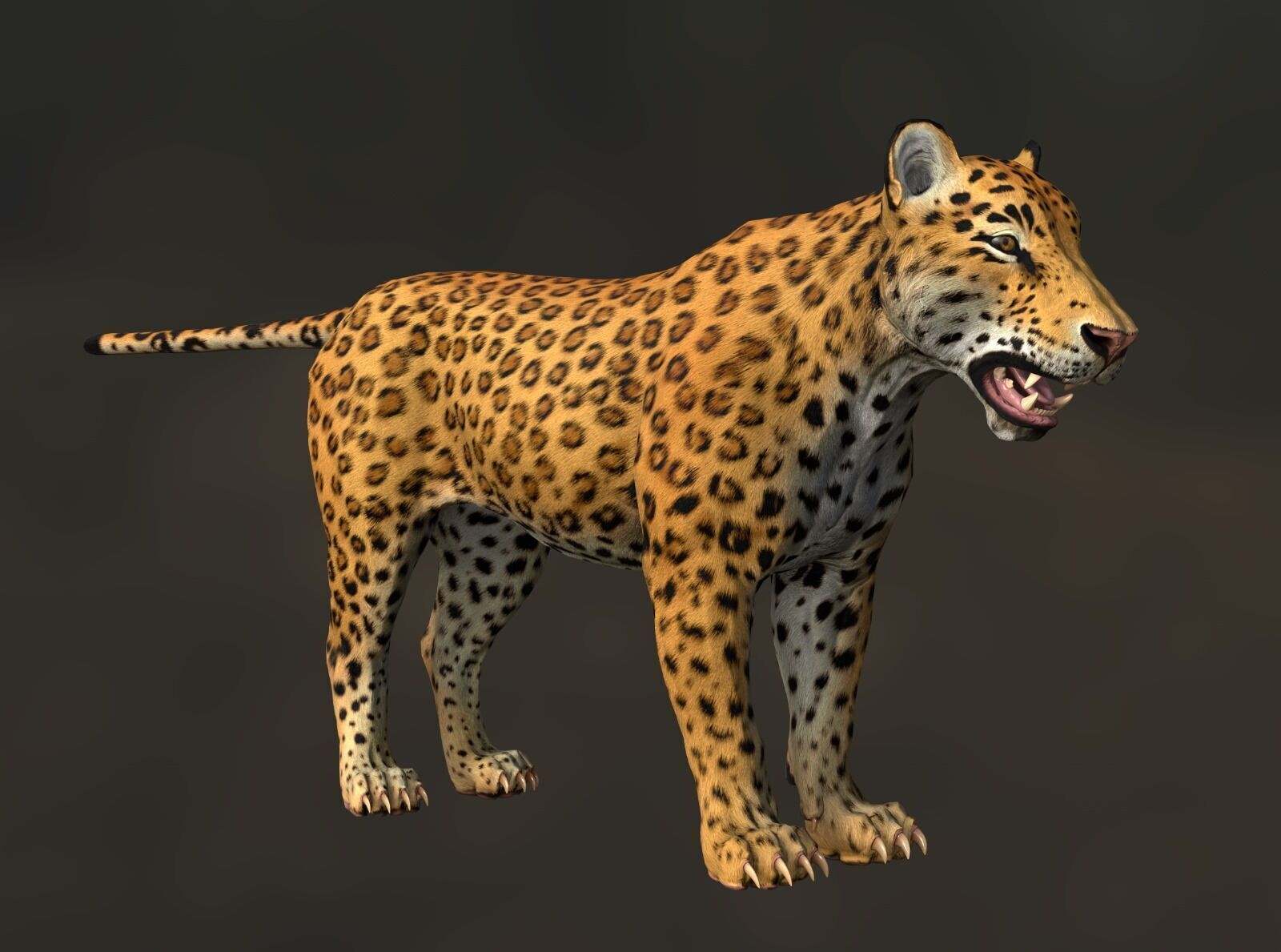 Cougar  - Panther - Jaguar - Leopard - Mountain Lion Low-poly 3D model_33