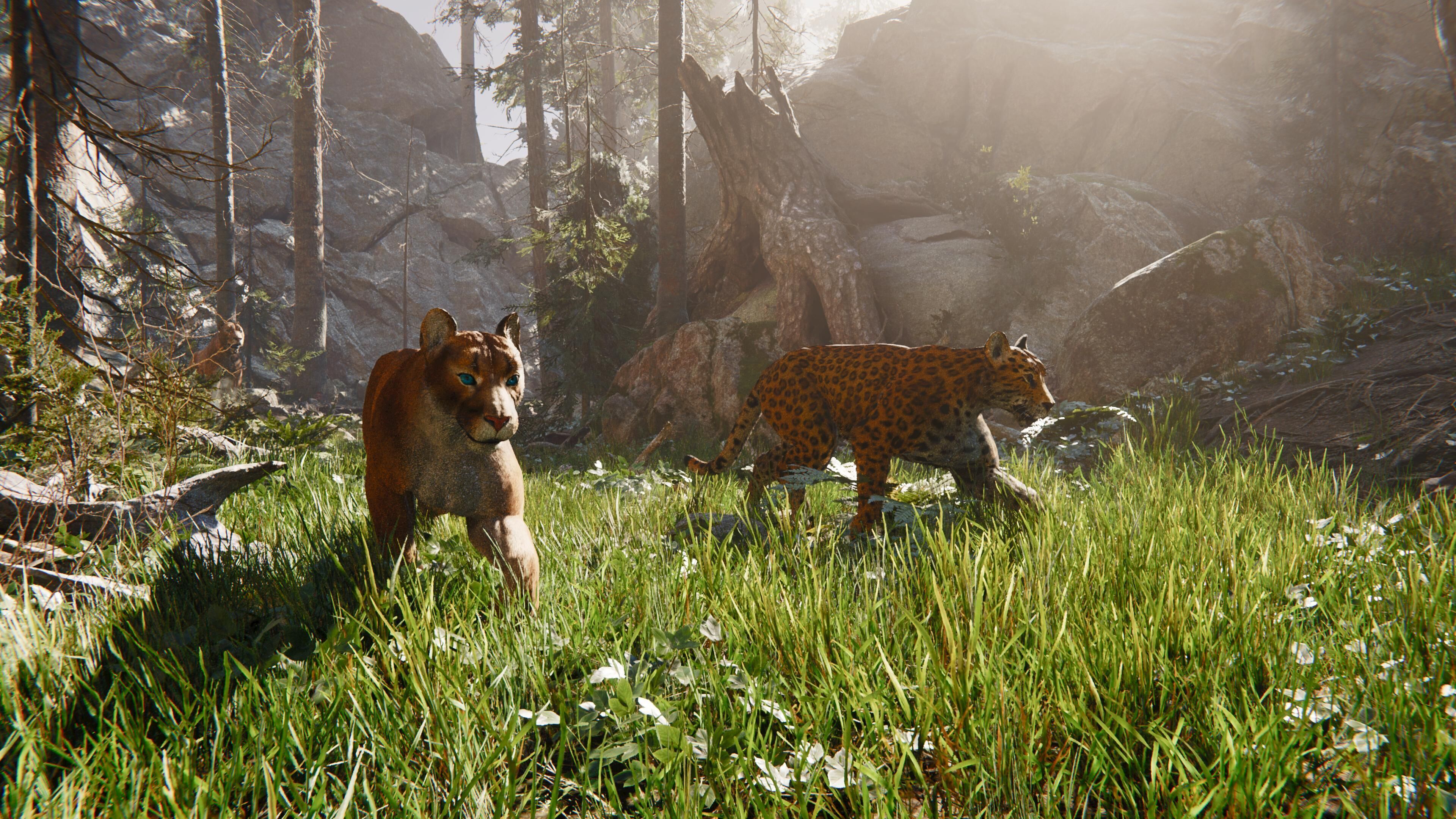 Cougar  - Panther - Jaguar - Leopard - Mountain Lion Low-poly 3D model_18