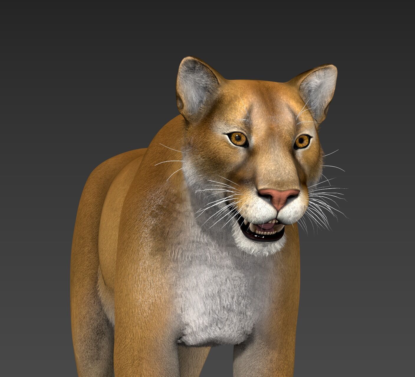 Cougar  - Panther - Jaguar - Leopard - Mountain Lion Low-poly 3D model_41
