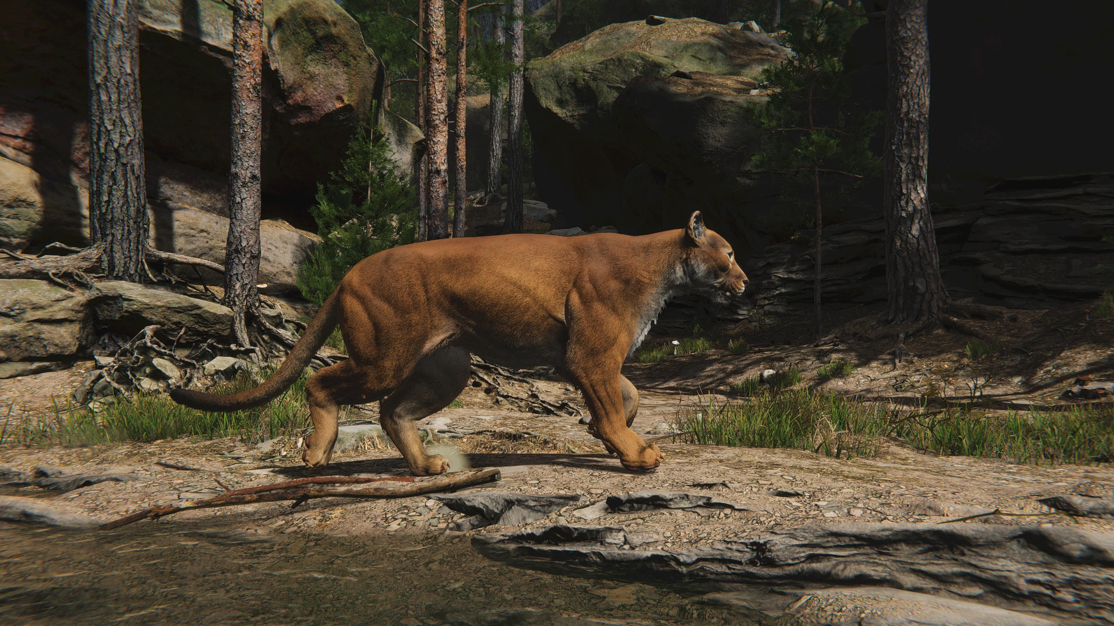 Cougar  - Panther - Jaguar - Leopard - Mountain Lion Low-poly 3D model_27