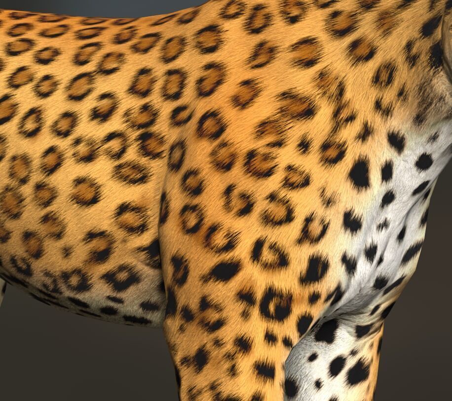 Cougar  - Panther - Jaguar - Leopard - Mountain Lion Low-poly 3D model_37