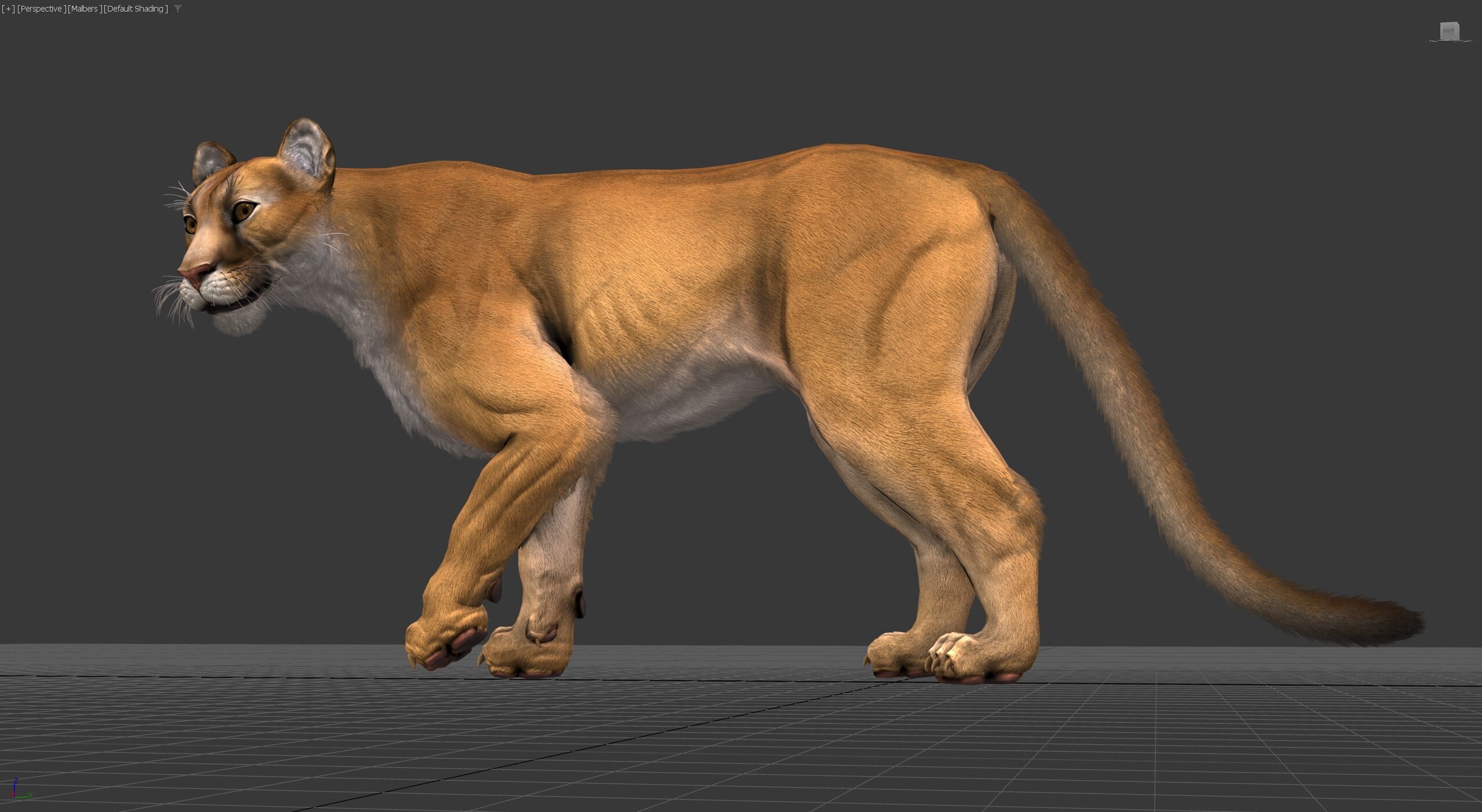 Cougar  - Panther - Jaguar - Leopard - Mountain Lion Low-poly 3D model_3