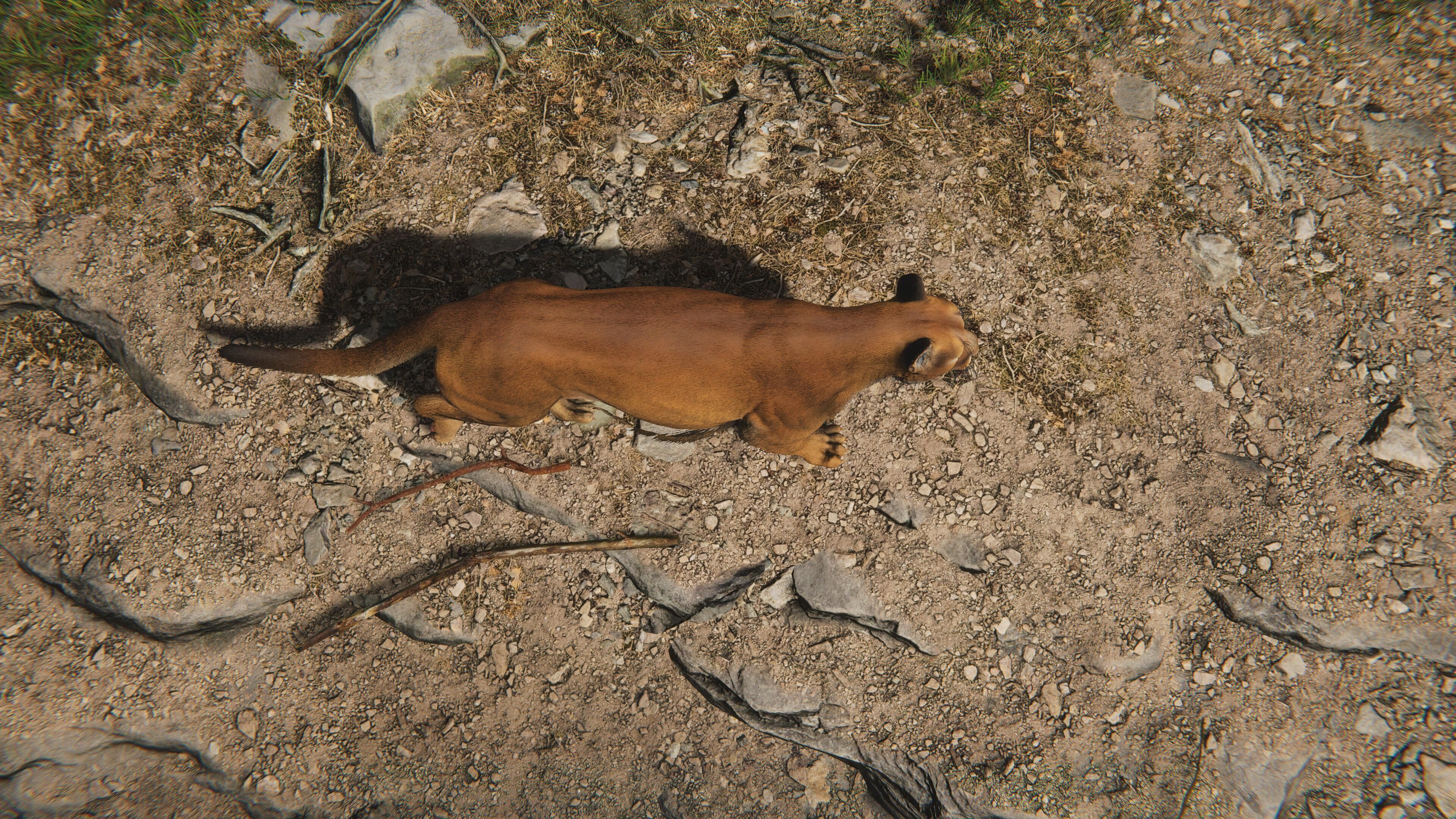 Cougar  - Panther - Jaguar - Leopard - Mountain Lion Low-poly 3D model_26