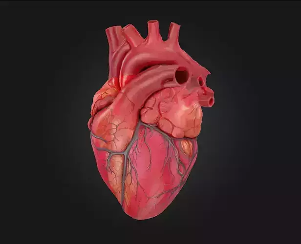 Cardiac Form  The Heart of Vitality