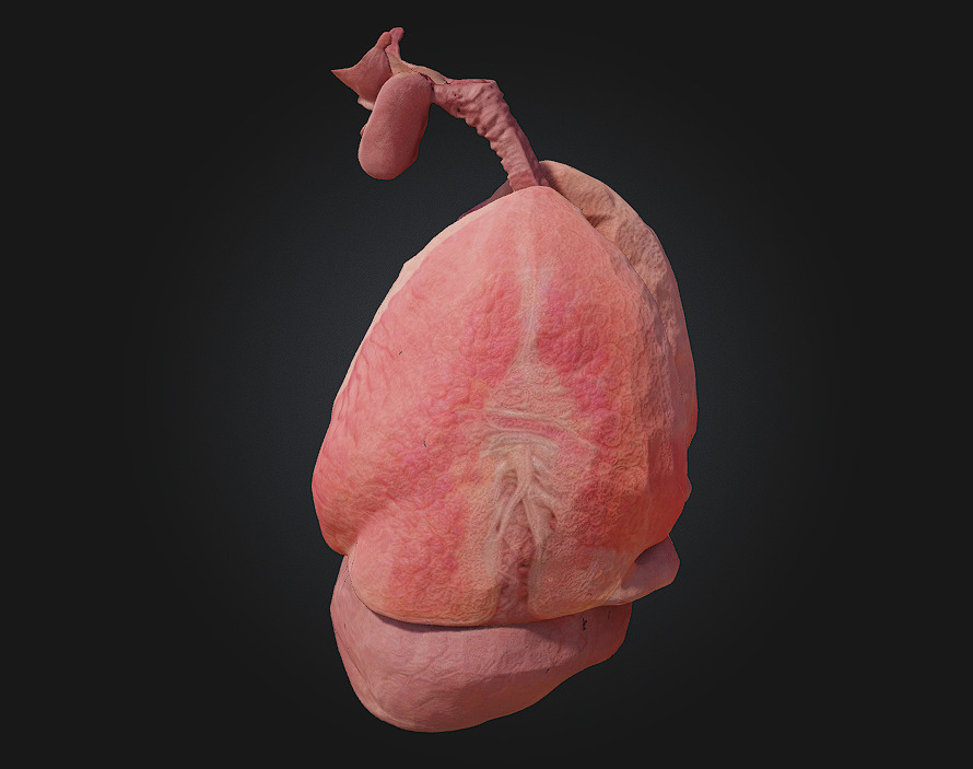 Respiratory System Illustration Breathe Life into Learning 3D model_3