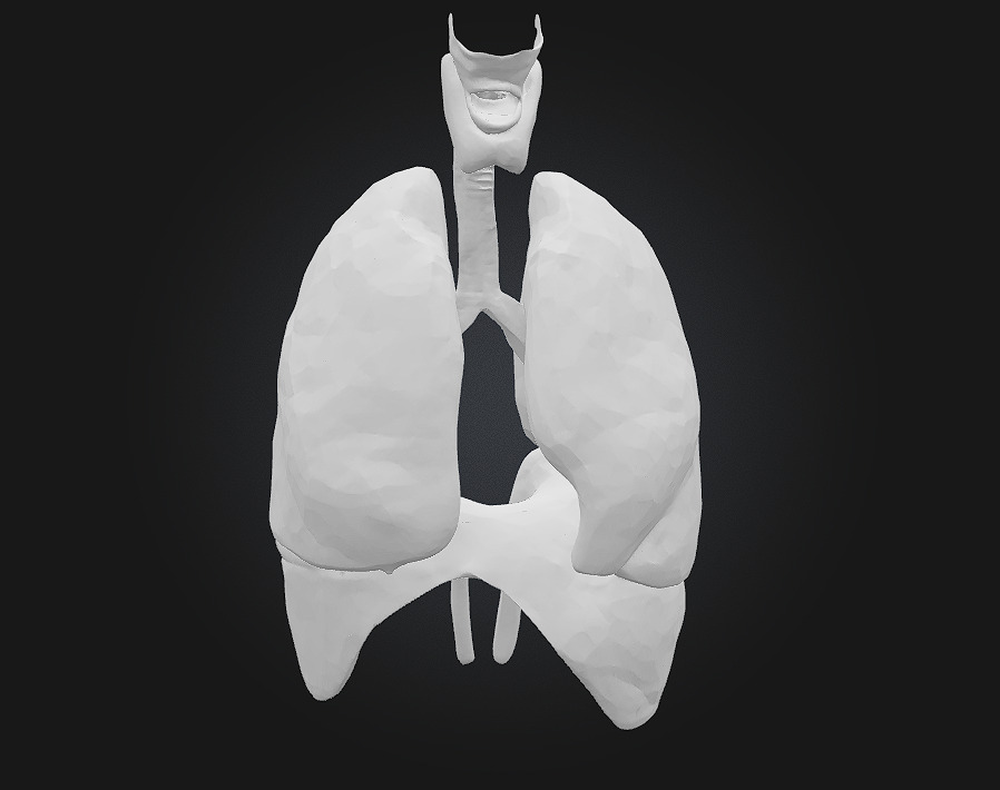 Respiratory System Illustration Breathe Life into Learning 3D model_5