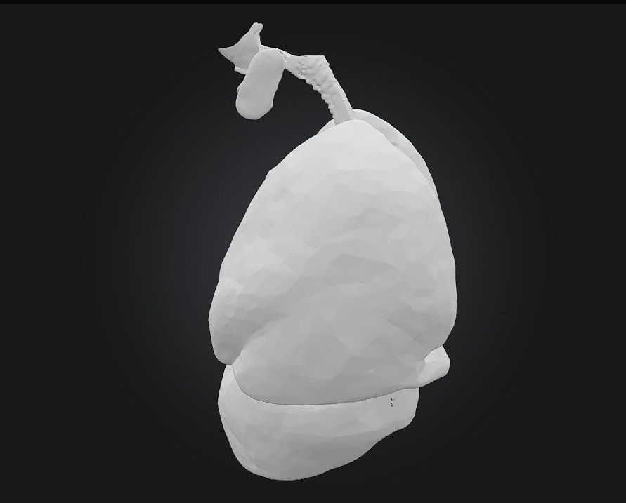 Respiratory System Illustration Breathe Life into Learning 3D model_4