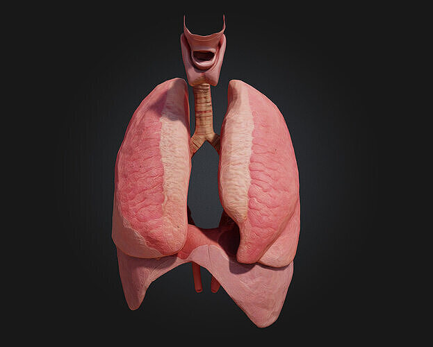 Respiratory System Illustration  Breathe Life into Learning 3D model