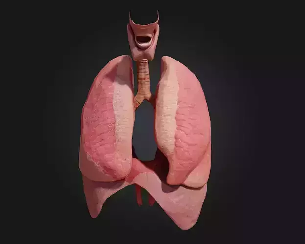Respiratory System Illustration  Breathe Life into Learning