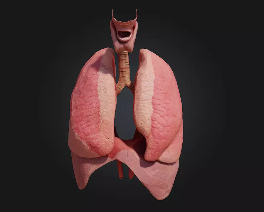 Respiratory System Illustration Breathe Life into Learning 3D model_0