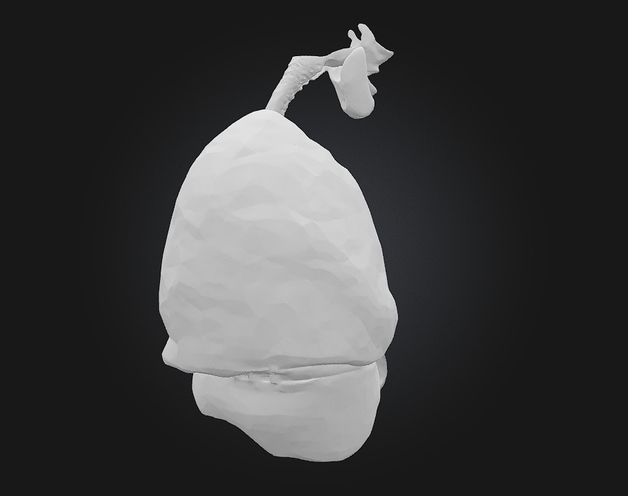 Respiratory System Illustration Breathe Life into Learning 3D model_7