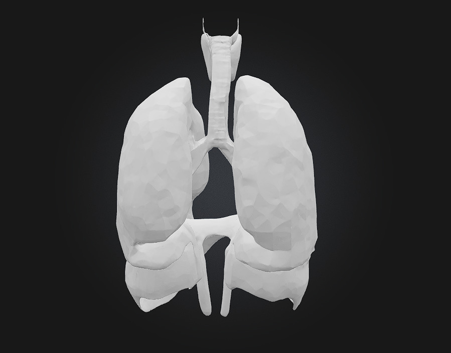 Respiratory System Illustration Breathe Life into Learning 3D model_6